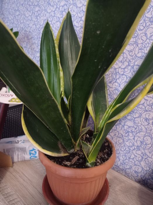 Сансевілерія вазон