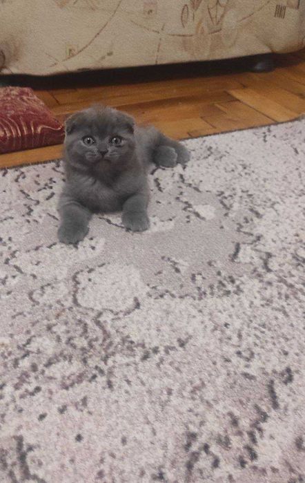 Продоем котят шотландские