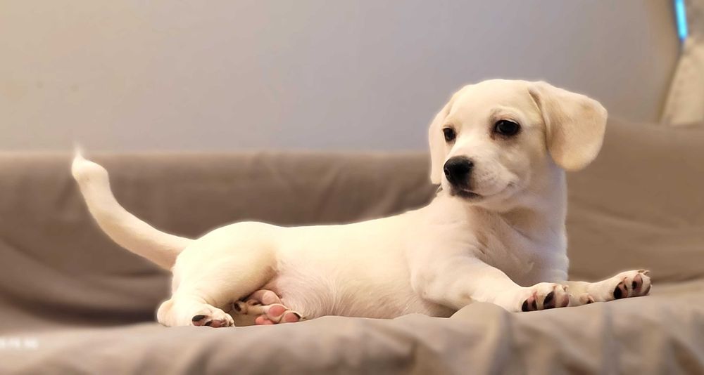 Oddam pieski w dobre ręce Warszawa