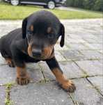 Doberman szczeniak  z rodowodem
