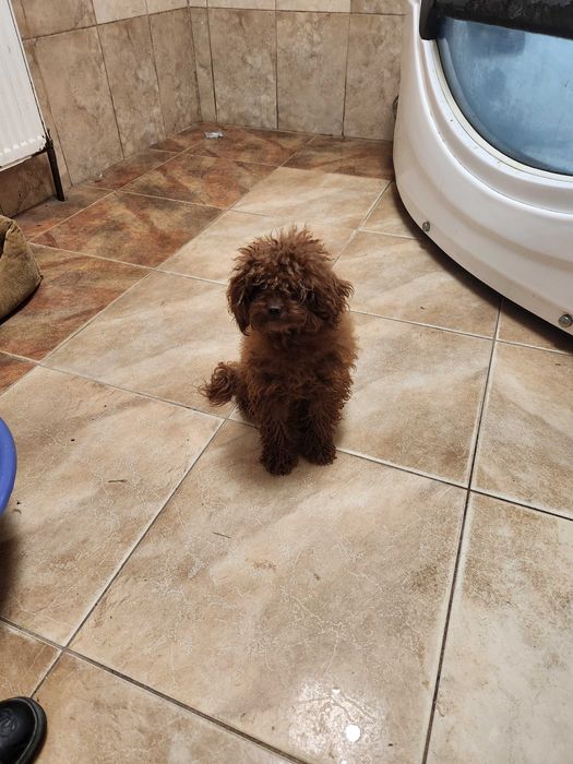 Вязка той пудель