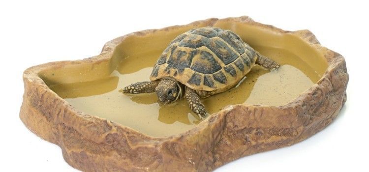 Repti-Zoo Miska Na Pokarm S 11X9X3 Cm