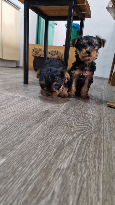 Щенки йорки 2 месяца