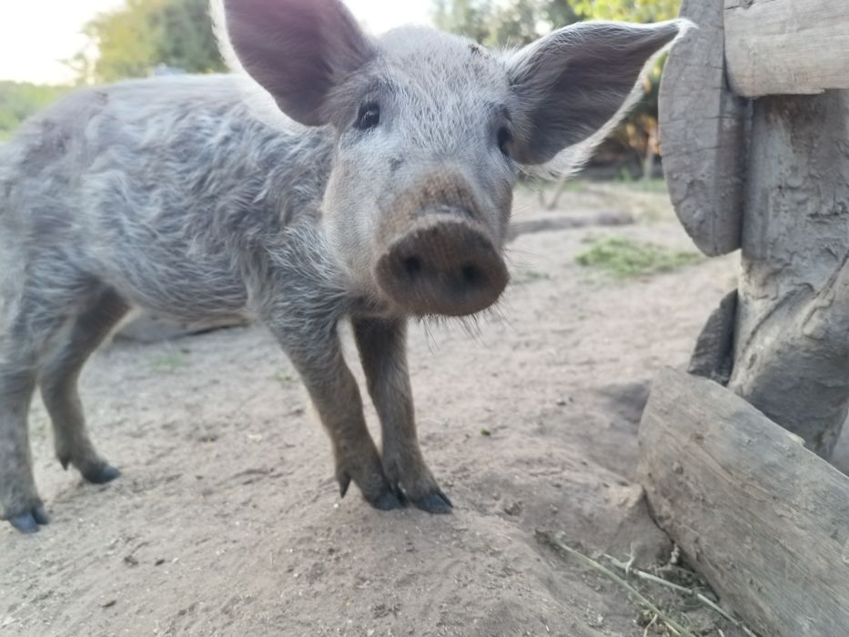 Поросята Венгерської мангалиці