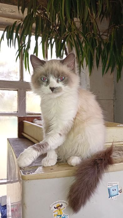 Отдам в хорошие руки