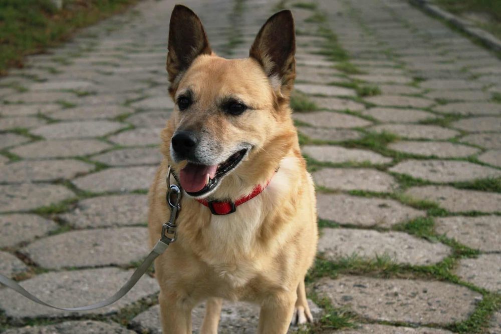 DO ADOPCJI – Gwizdek szuka domu