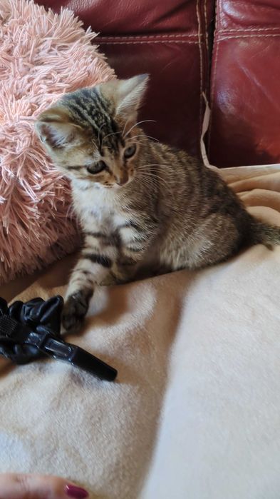 Gatinha 2 meses para adoção