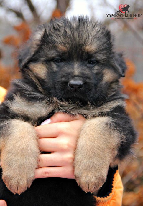 Німецька вівчарка Д\Ш - елітні цуценята від розплідника КСУ-FCI