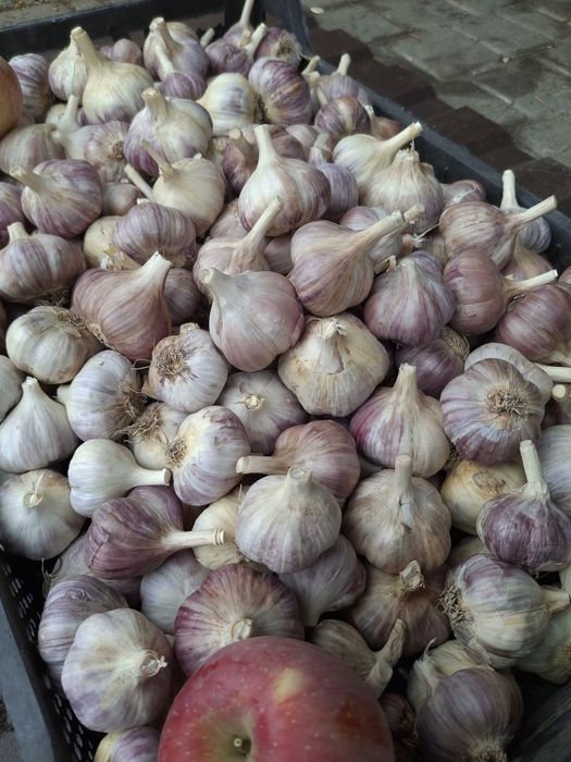 Посадковий часник " ЛЮБАША"