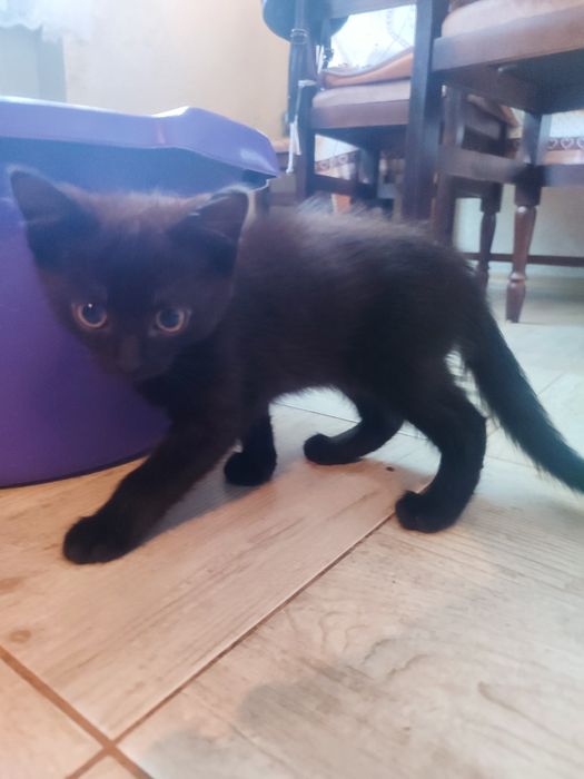 Віддаємо в добрі руки котика