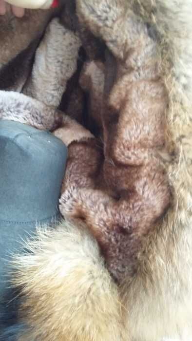 Parka Mr and Mrs Mr&Mrs Italy Naturalny Jenot i Szynszyle rozm. M