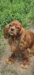 Cavalier King Charles spaniel suczka ruda