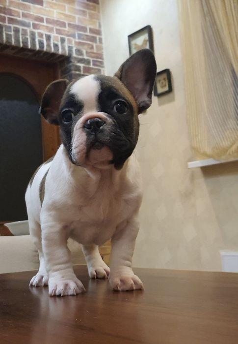 Щенки французского бульдога