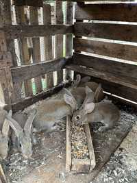 Coelhos para venda