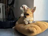 Chihuahua biszkoptowy chlopak