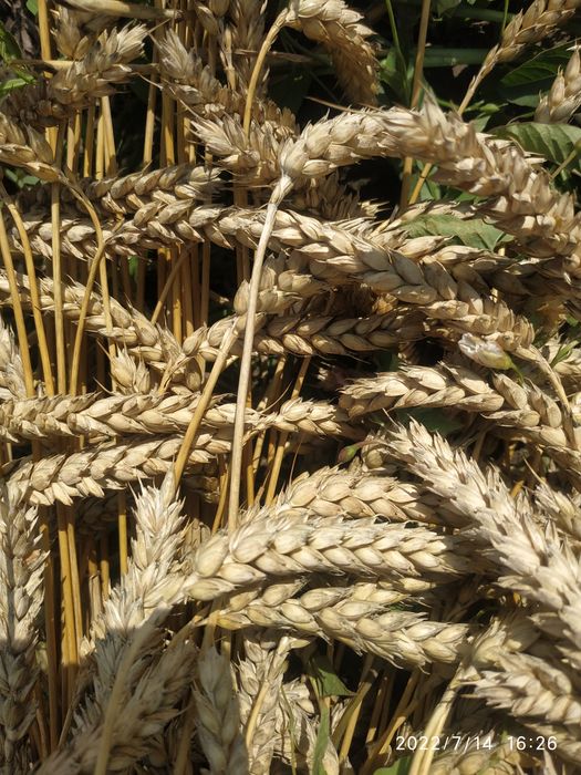 Колоски пшениці без стебел  сухоцвіти для декору та композицій