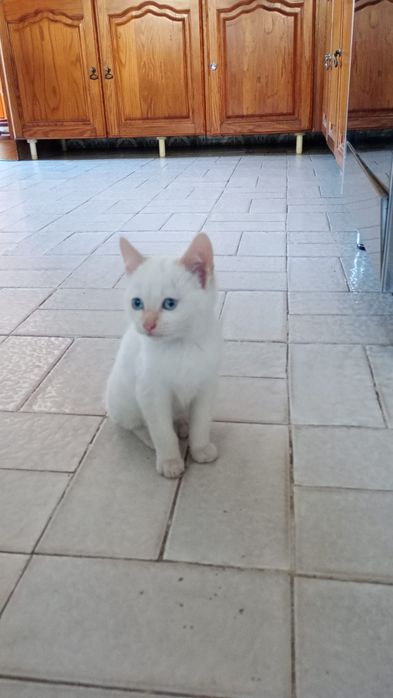 Dão-se gatinhos para adopção responsável esponsável