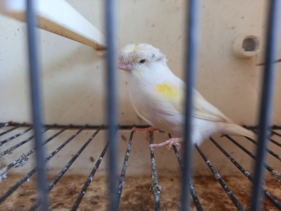 Canaria poupa alemão