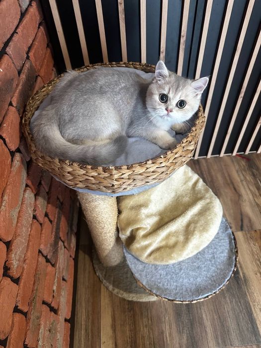 .Kotek. Brytyjska złota szynszyla. Ay 11