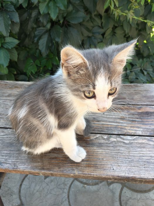 Кошенята шукають хорошу родину