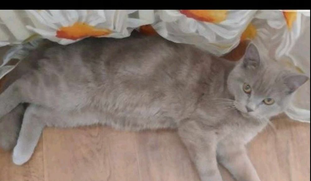 Котик Скотіш страйт запрошує кішечку