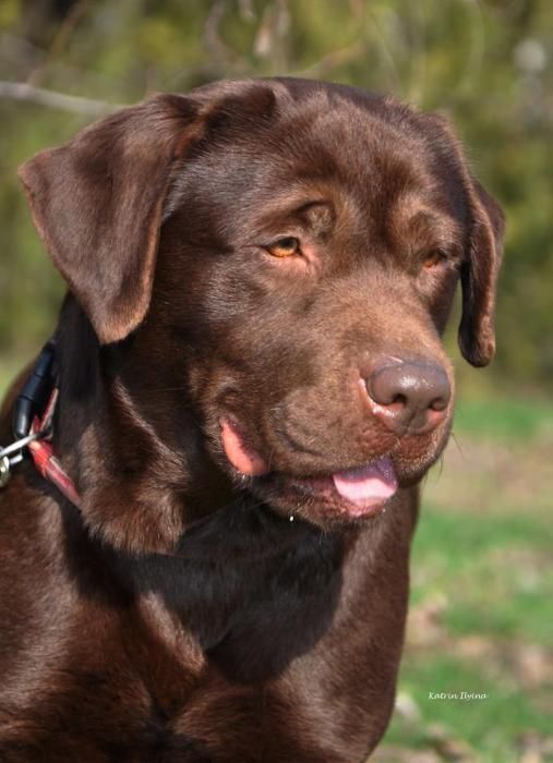 Шоколадная девочка породы лабрадор.