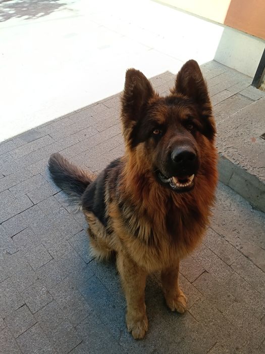 В'язка німецька вівчарка,кобель