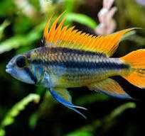 Pielęgniczka kakadu odmiana ORANGE - Apistogramma cacatuoides