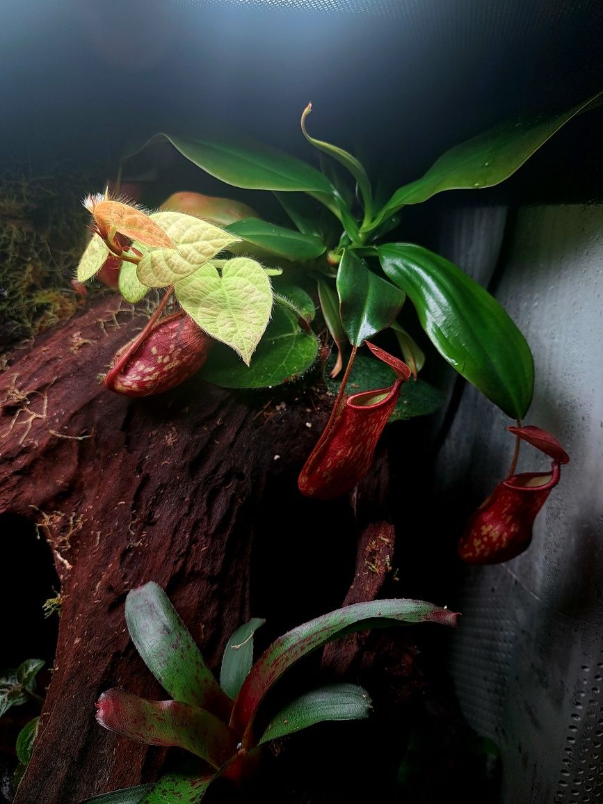 Paludarium Repti Planet 60x45x60