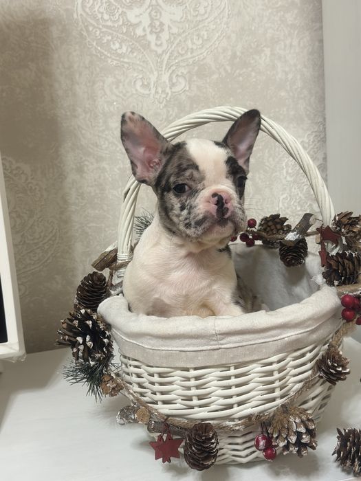 Круті цуценята французи