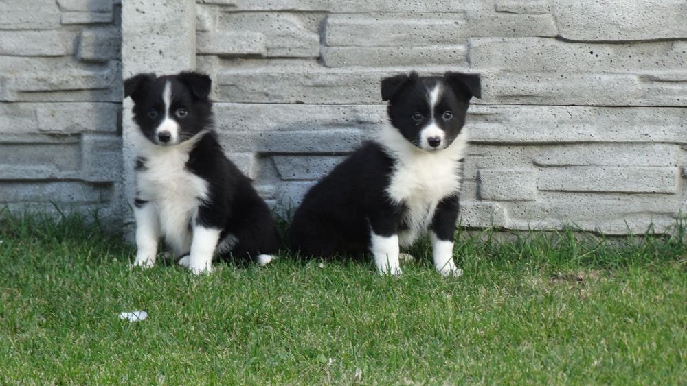 Border collie suczka z rodowodem
