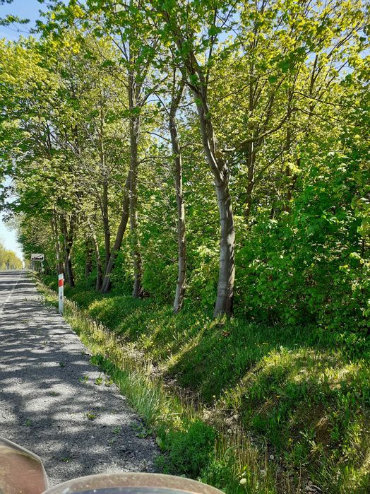 Wycinka drzew, lasów i krzaków za DARMO