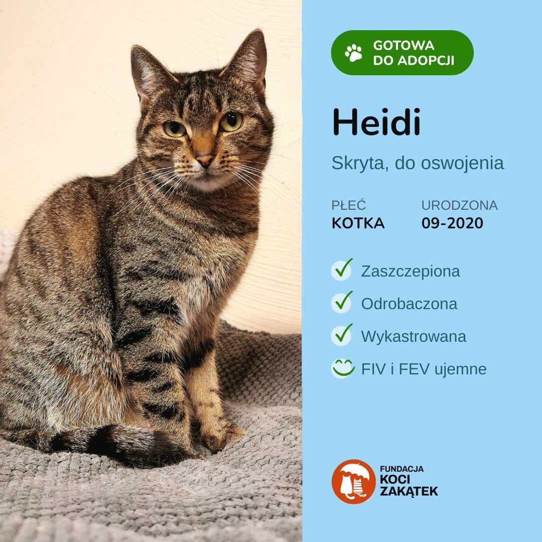 Śliczna Heidi na tropie domu stałego