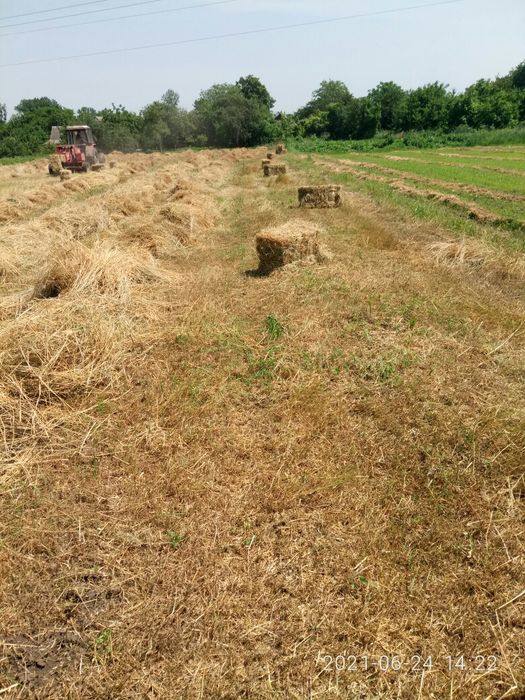 Сіно люцерни в тюках