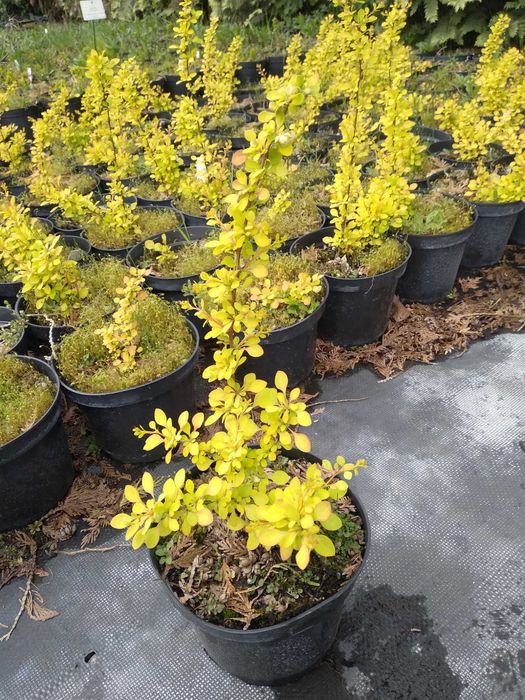 Berberys  Berberis thunbergii