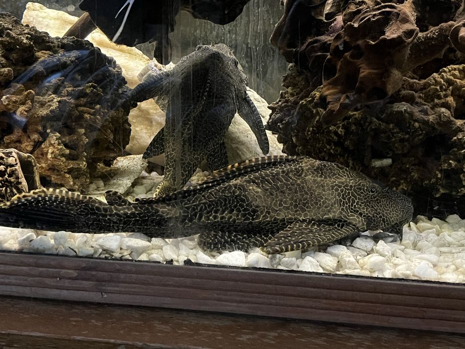 Zbrojniki lamparcie duże