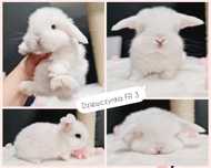 Mini lop królik króliczek miniaturka baranek hodowla czip