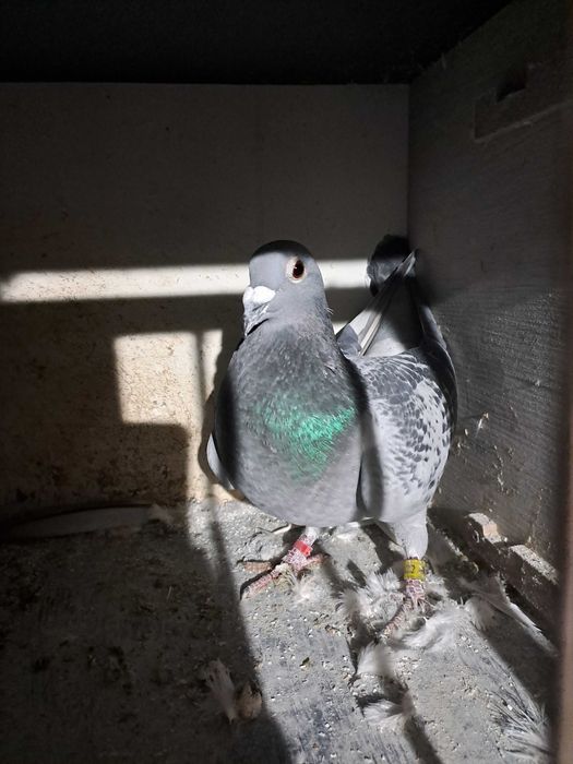 Sprzedam golebie pocztowe SAMCE