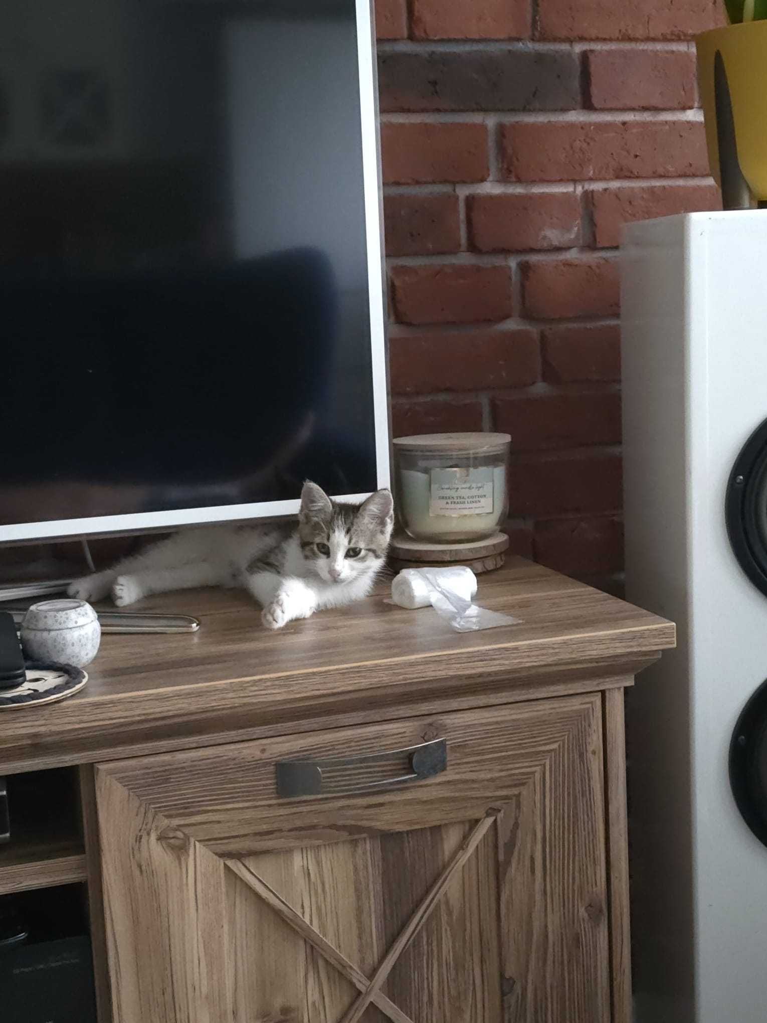 Słodka  kotka do adopcji