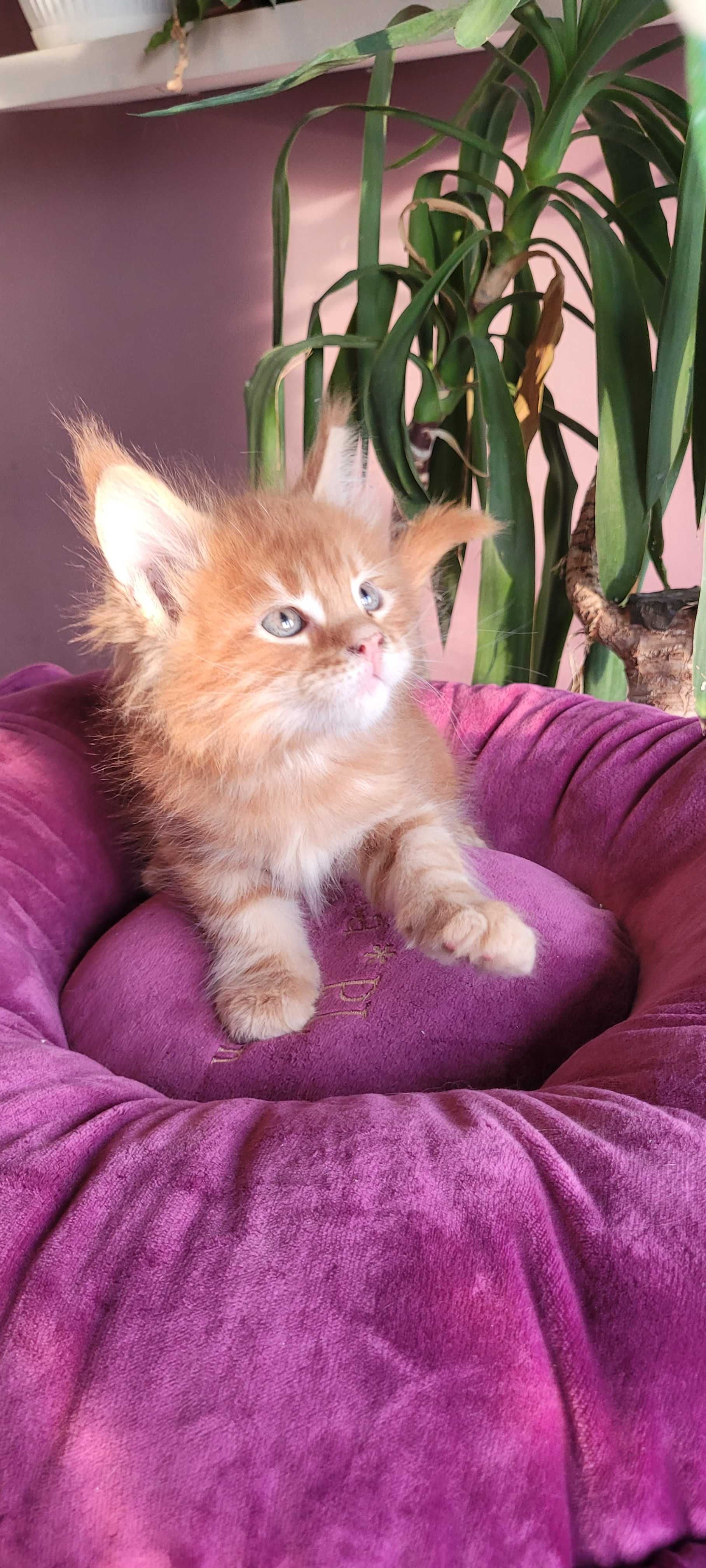 Sprzedam kocurka Maine Coon z legalnej hodowli
