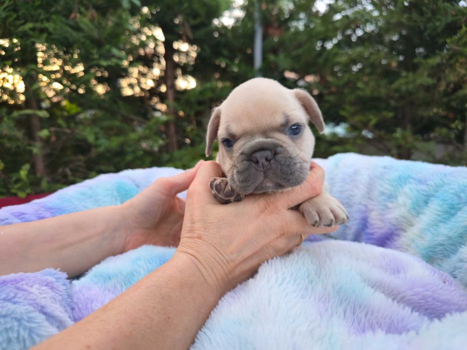 Bulldogue Francês . Top qualidade