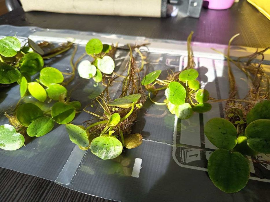 Vendo ou Troco; Amazon Frogbit (Limnobium laevigatum)