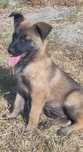 Pastor Belga Malinois com Lop e afixo