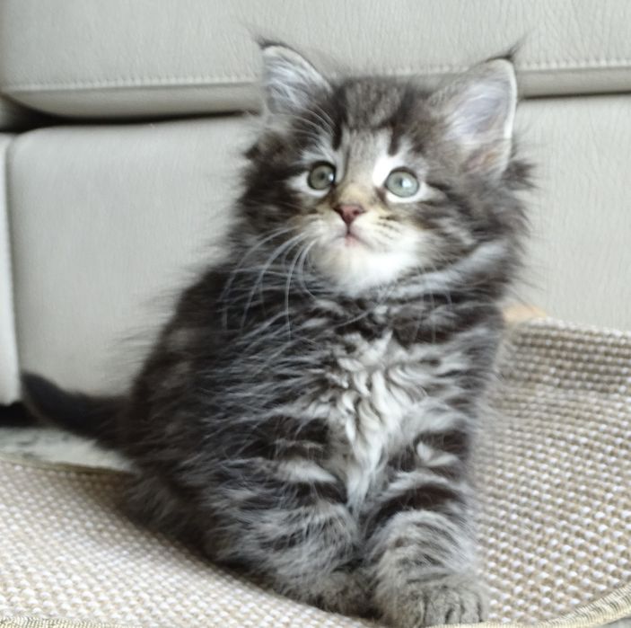 Gatinha Bosques da Noruega