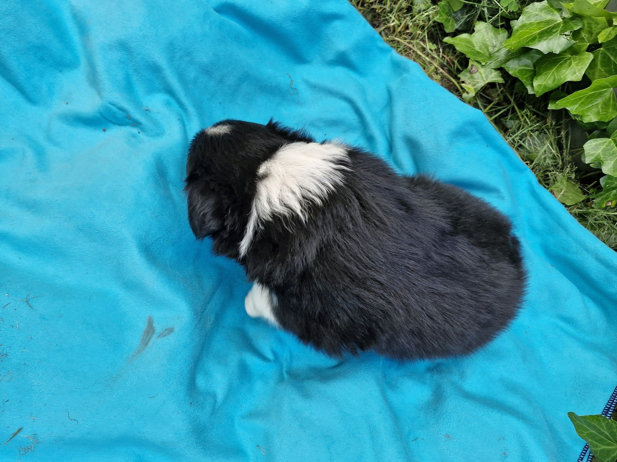 Border Collie piesek