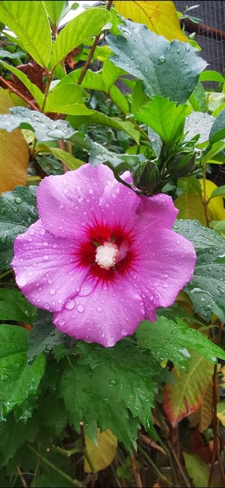 Ibisco planta de jardim