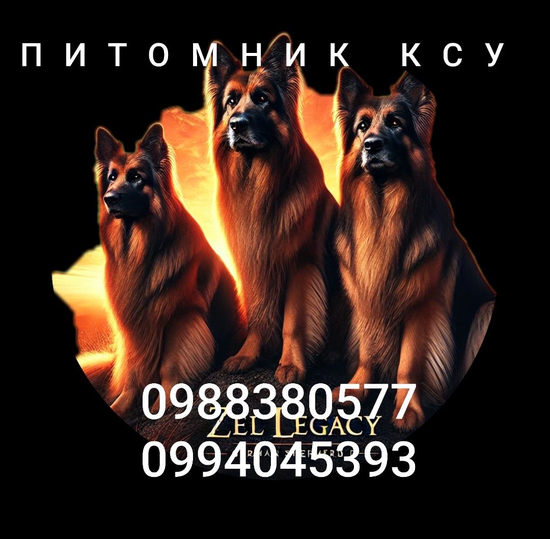 Продаються щенки немецкой овчарки