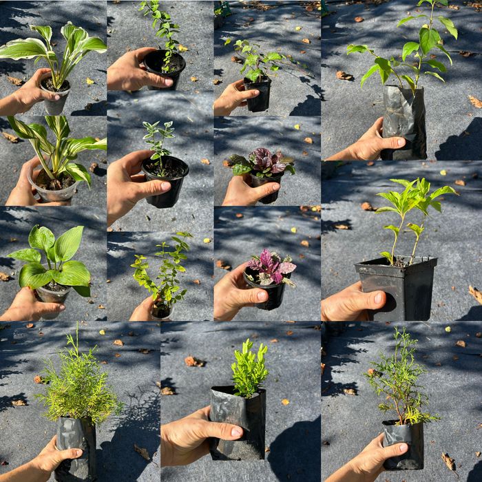 Живучка двух кольорів