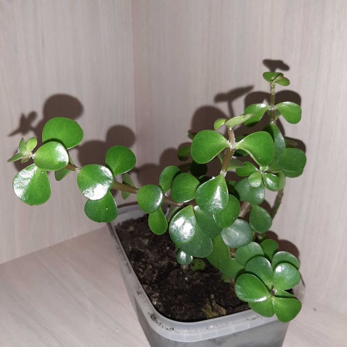 Бонсай портулакария африканская