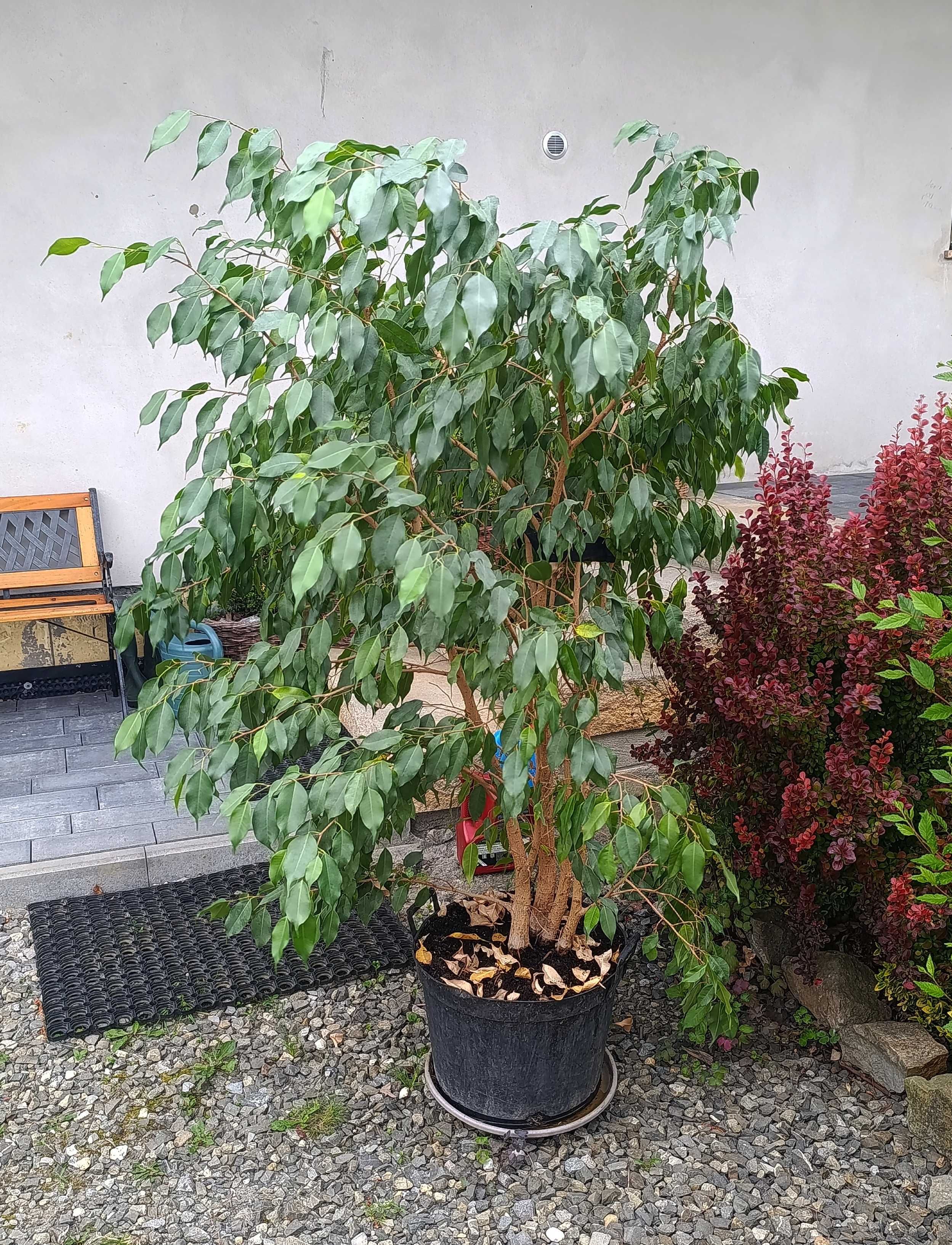Fikus benjamina wysokość około 150 cm